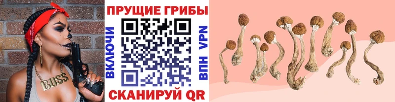 площадка клад закладка Боровичи Псилоцибиновые грибы Psilocybine cubensis